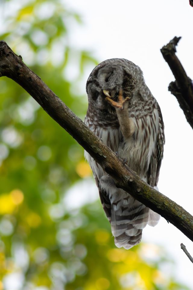 Barred Owl
