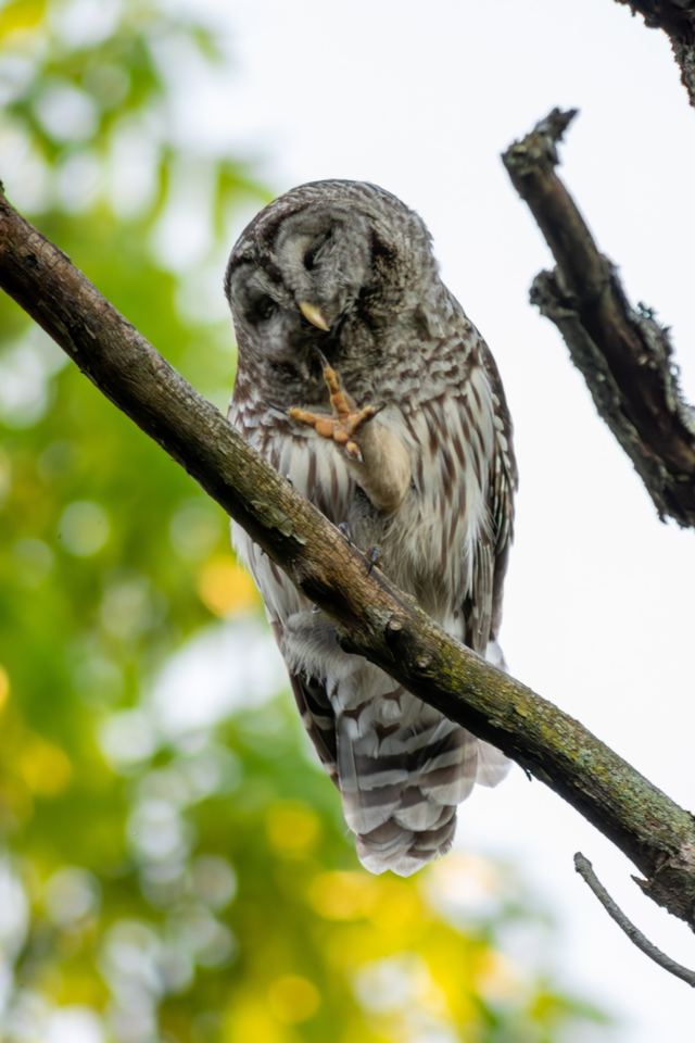 Barred Owl