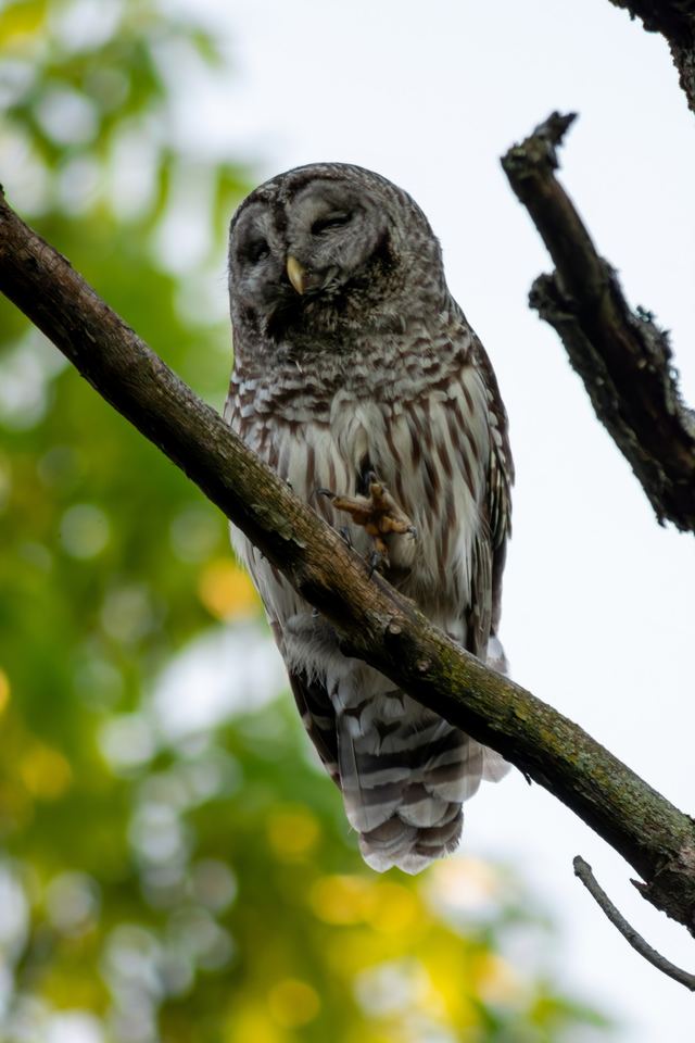 Barred Owl
