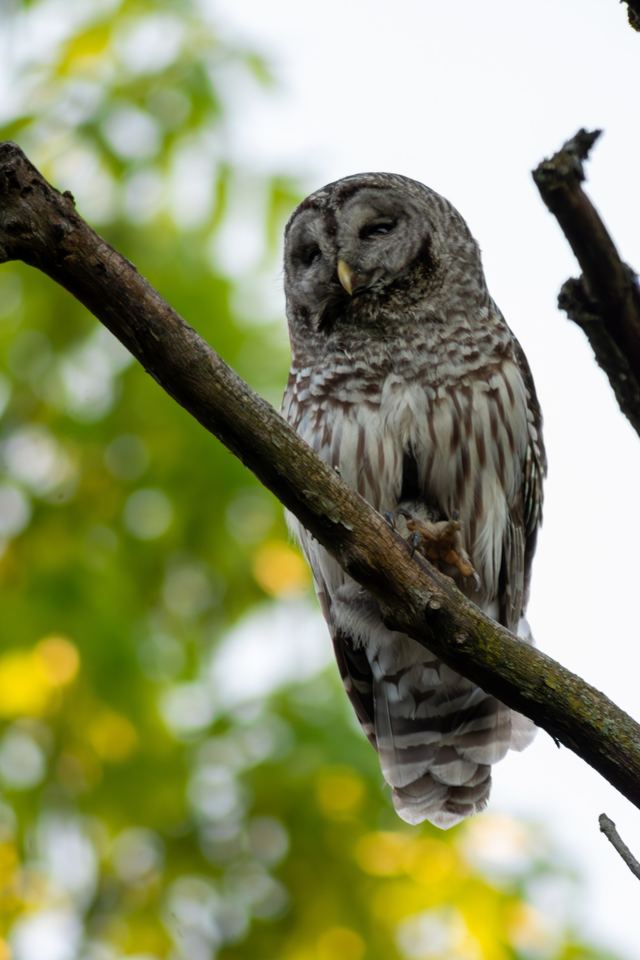 Barred Owl