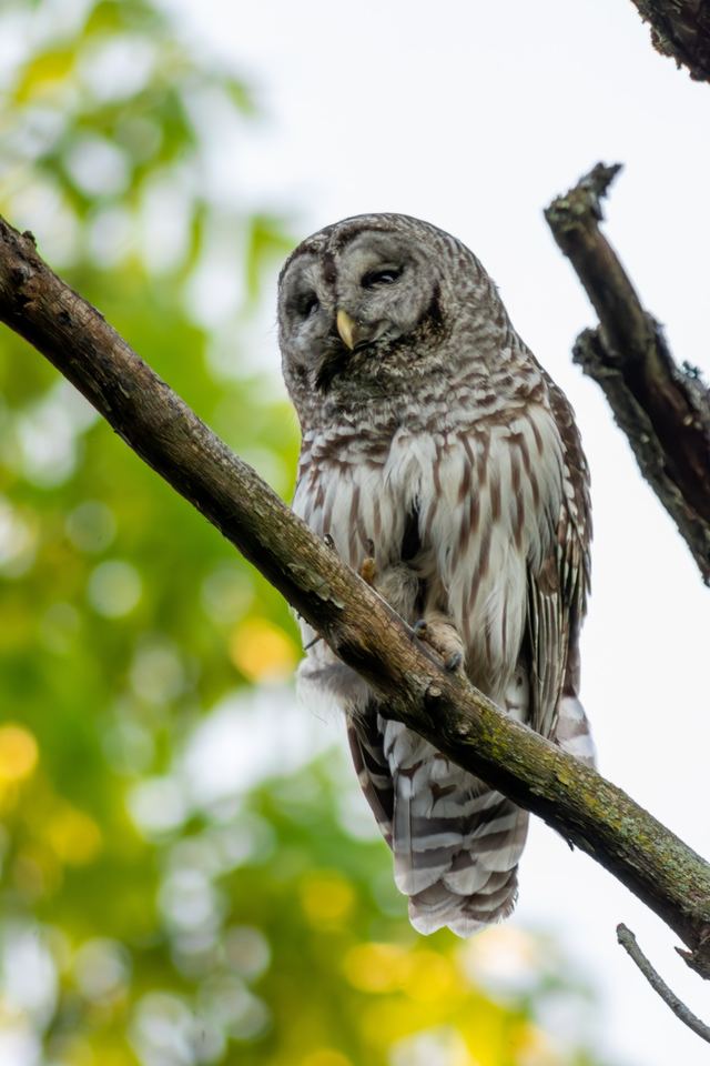Barred Owl