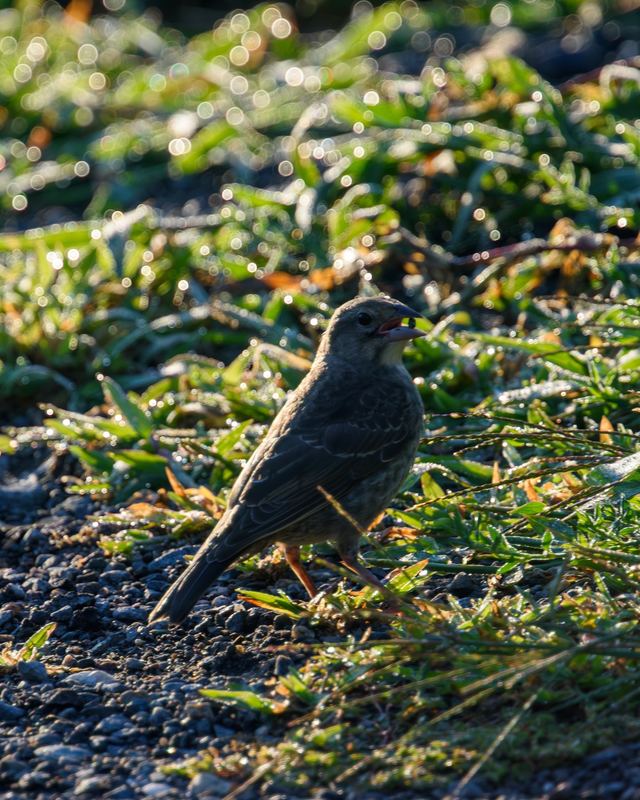 Brown-headed Cowbird