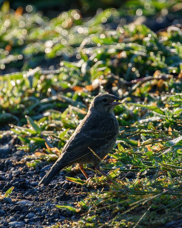 Brown-headed Cowbird