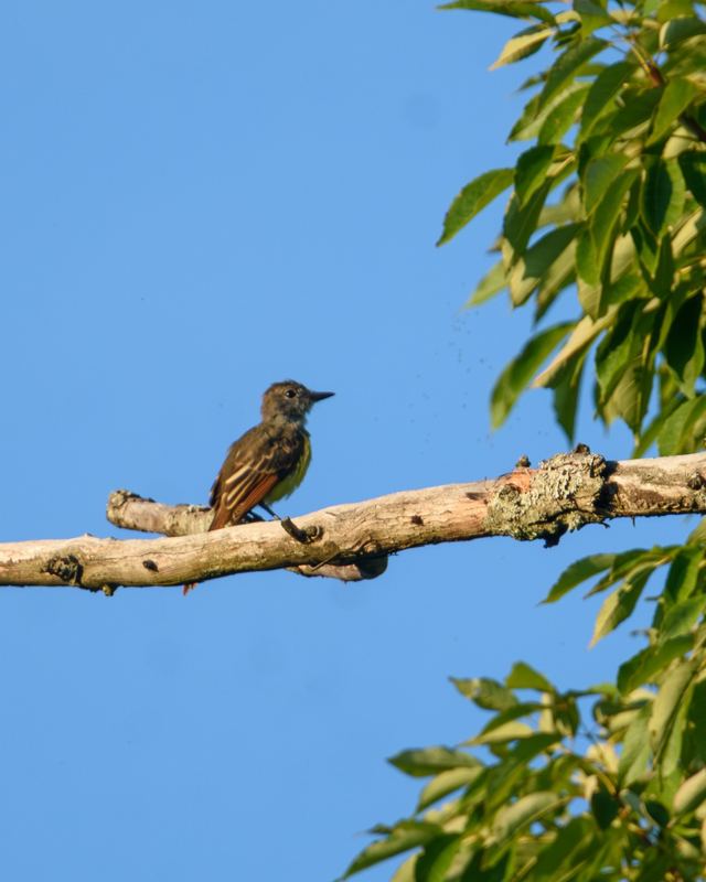 Great Crested Flycatcher