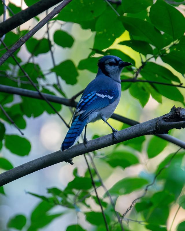 Blue Jay