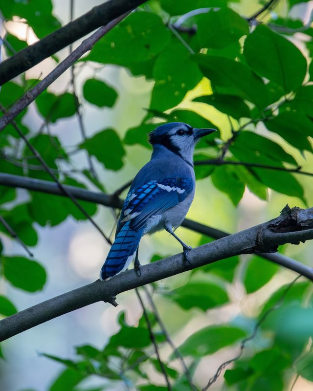 Blue Jay
