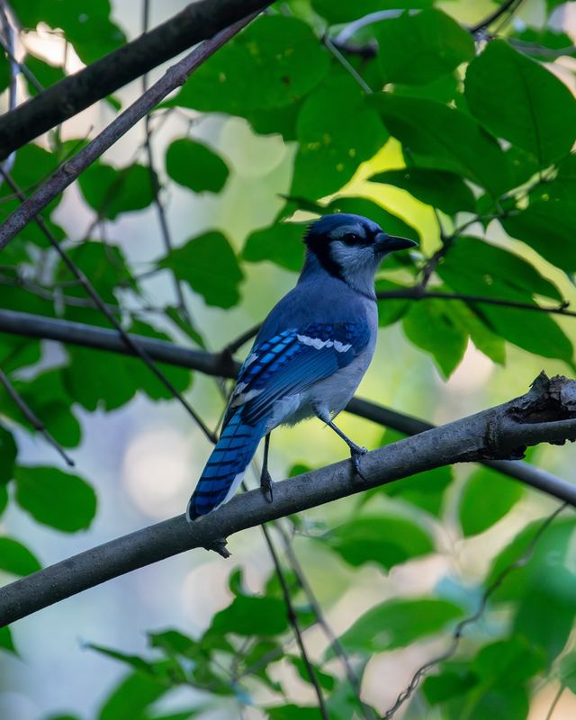 Blue Jay