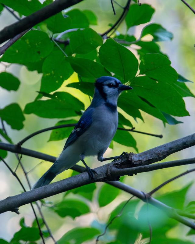 Blue Jay