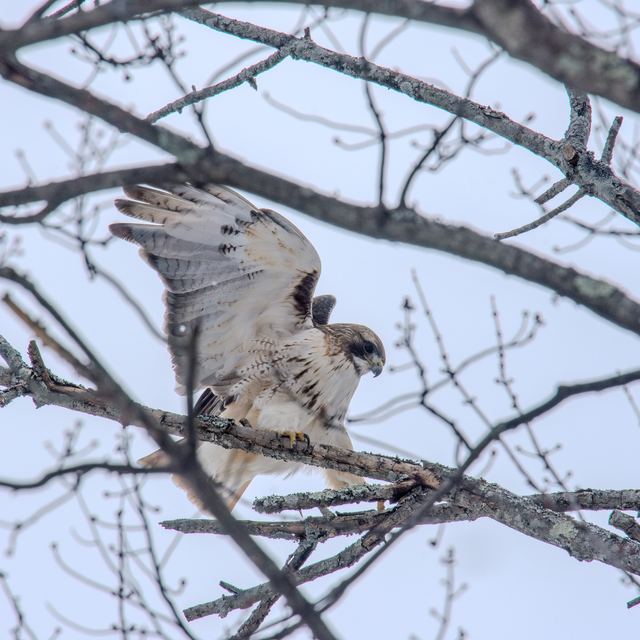 Red-tailed Hawk