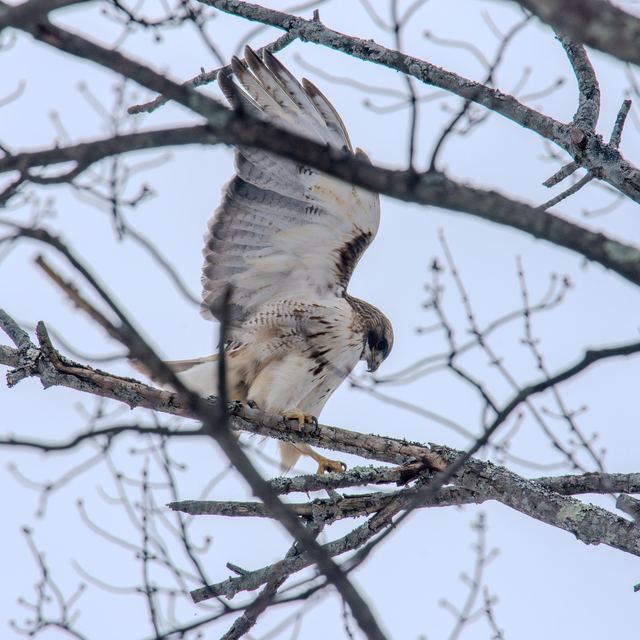 Red-tailed Hawk