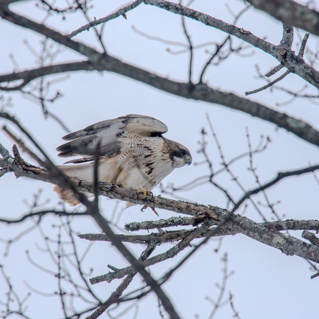 Red-tailed Hawk