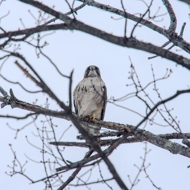 Red-tailed Hawk