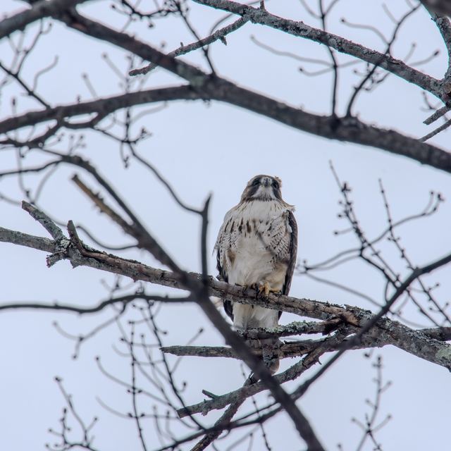 Red-tailed Hawk