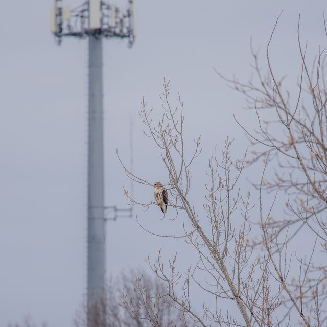 Red-tailed Hawk