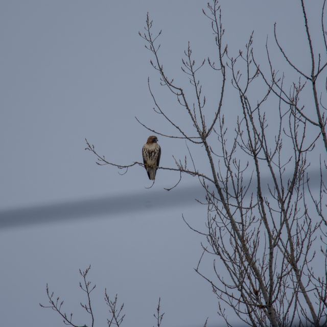 Mourning Dove