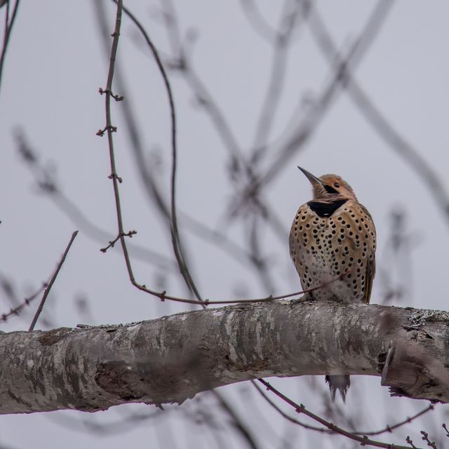 Northern Flicker