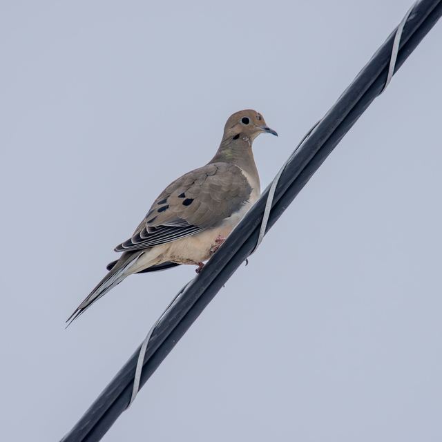 Mourning Dove