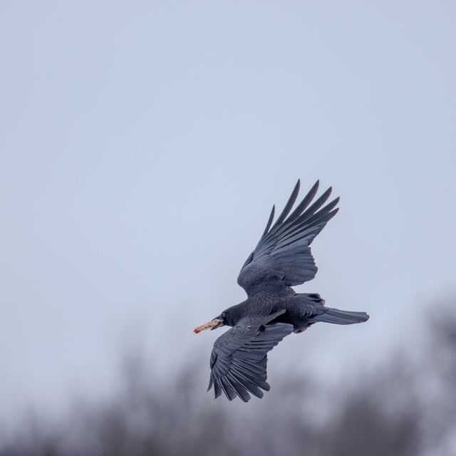 American Crow
