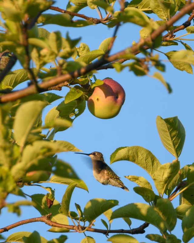 Ruby-throated Hummingbird