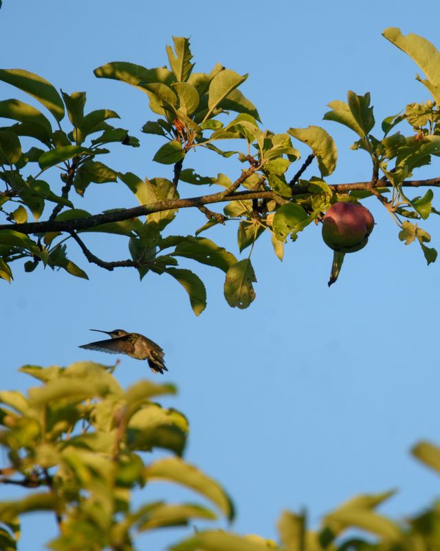 Ruby-throated Hummingbird