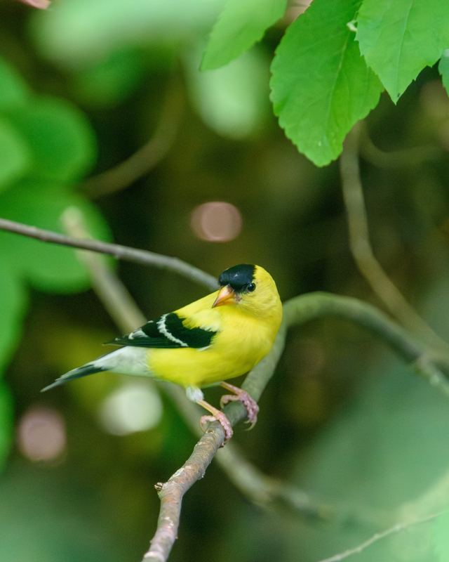 American Goldfinch