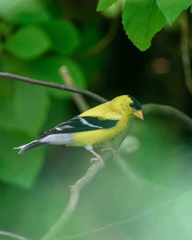 American Goldfinch