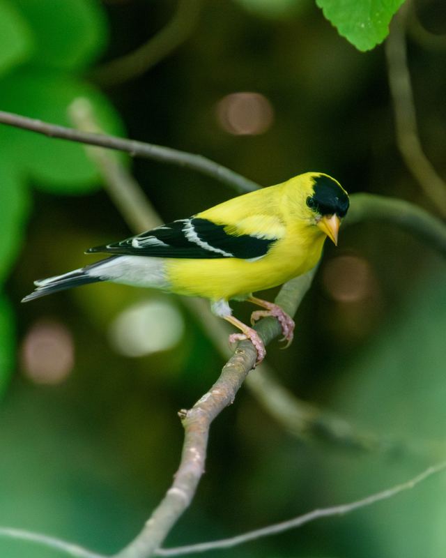 American Goldfinch