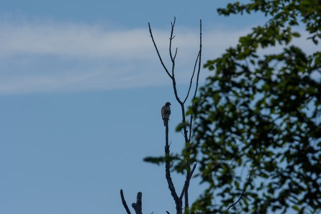 Red-tailed Hawk
