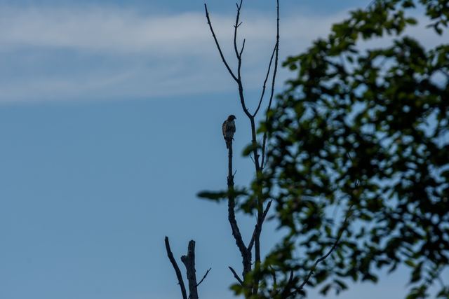 Red-tailed Hawk