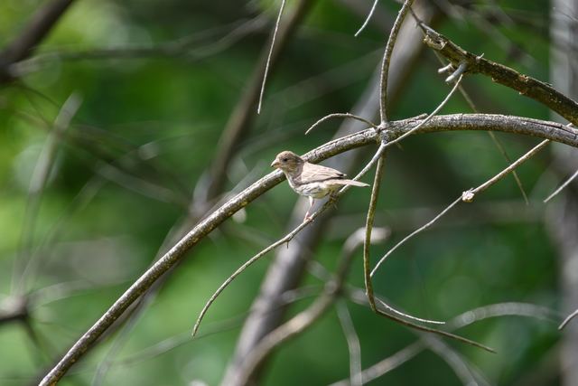 House Finch