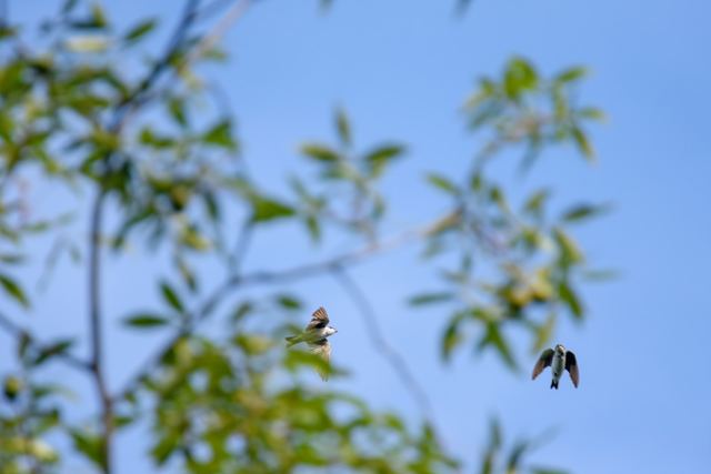 Tree Swallow