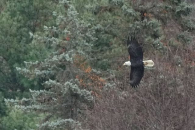 Bald Eagle