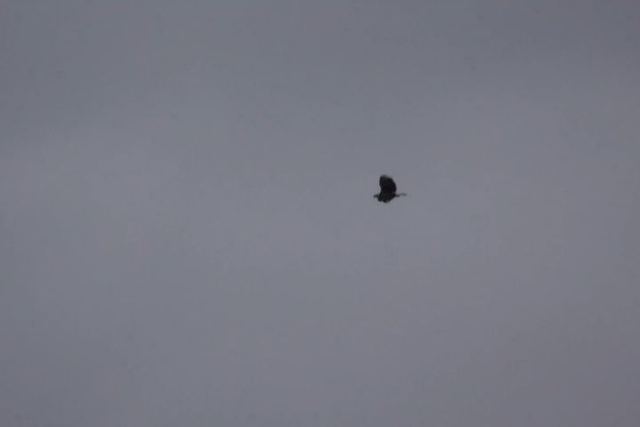 Bald Eagle