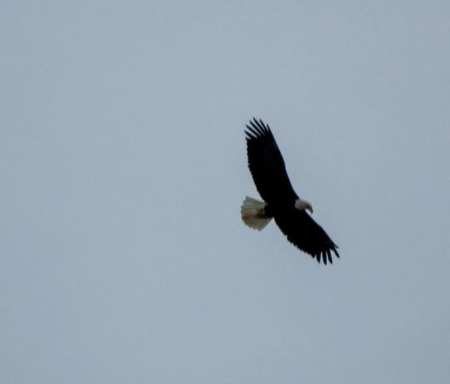 Bald Eagle