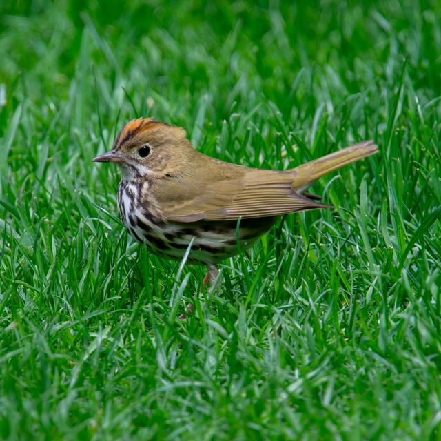 Ovenbird