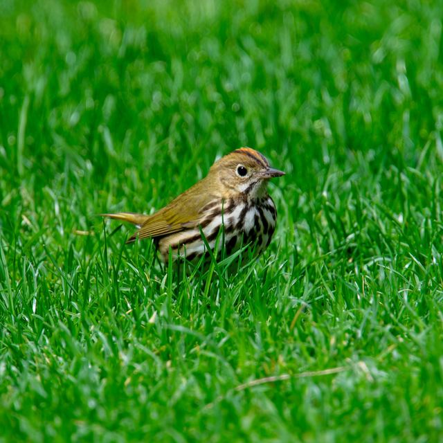 Ovenbird