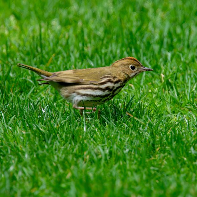 Ovenbird