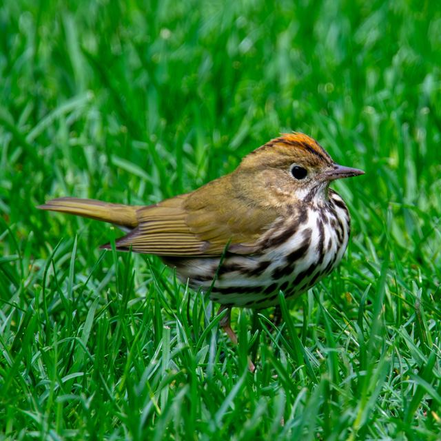 Ovenbird