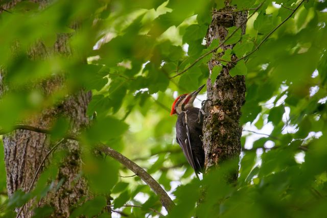 Pileated Woodpecker