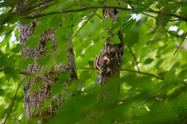 Pileated Woodpecker