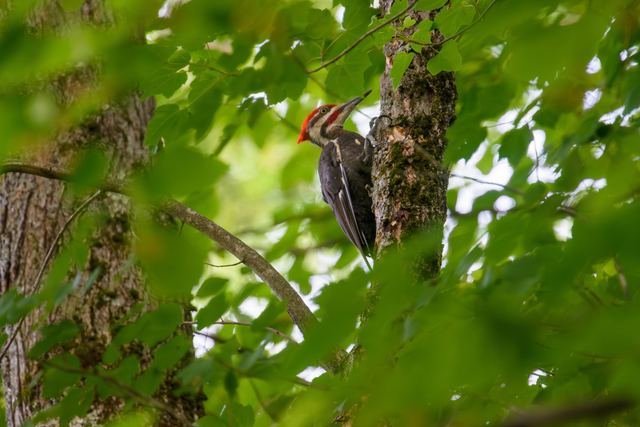 Red-winged Blackbird
