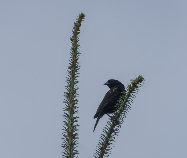 Red-winged Blackbird