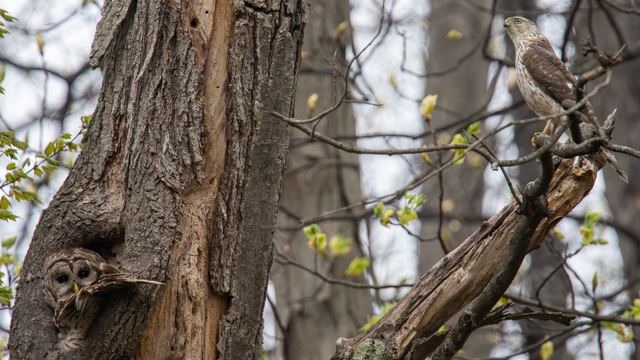 Barred Owl & Cooper's Hawk