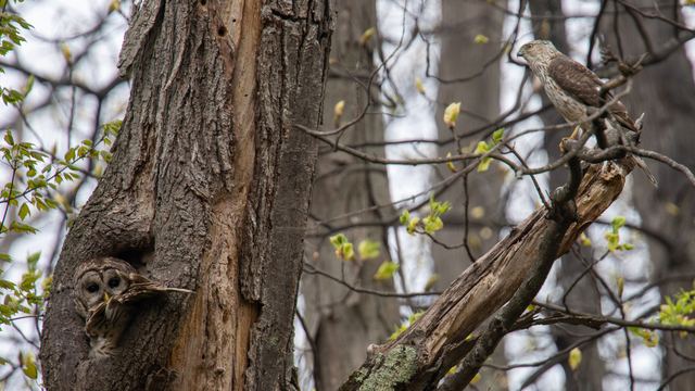 Barred Owl & Cooper's Hawk