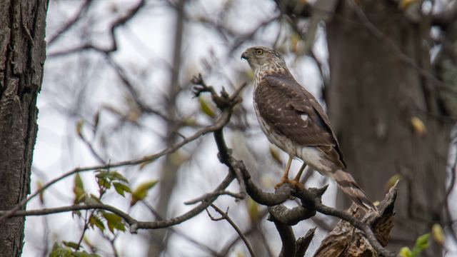 Cooper's Hawk
