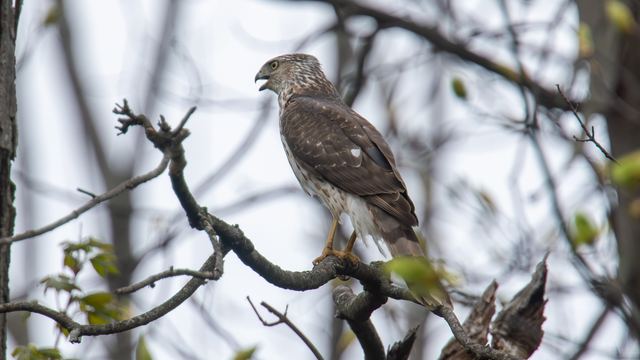 Barred Owl & Cooper's Hawk