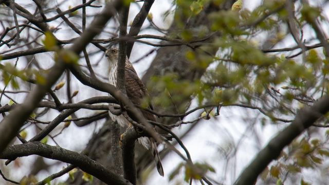 Barred Owl & Cooper's Hawk