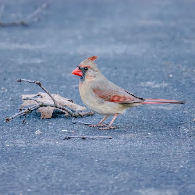 Northern Cardinal