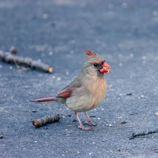 Northern Cardinal