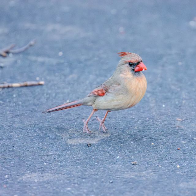 Northern Cardinal